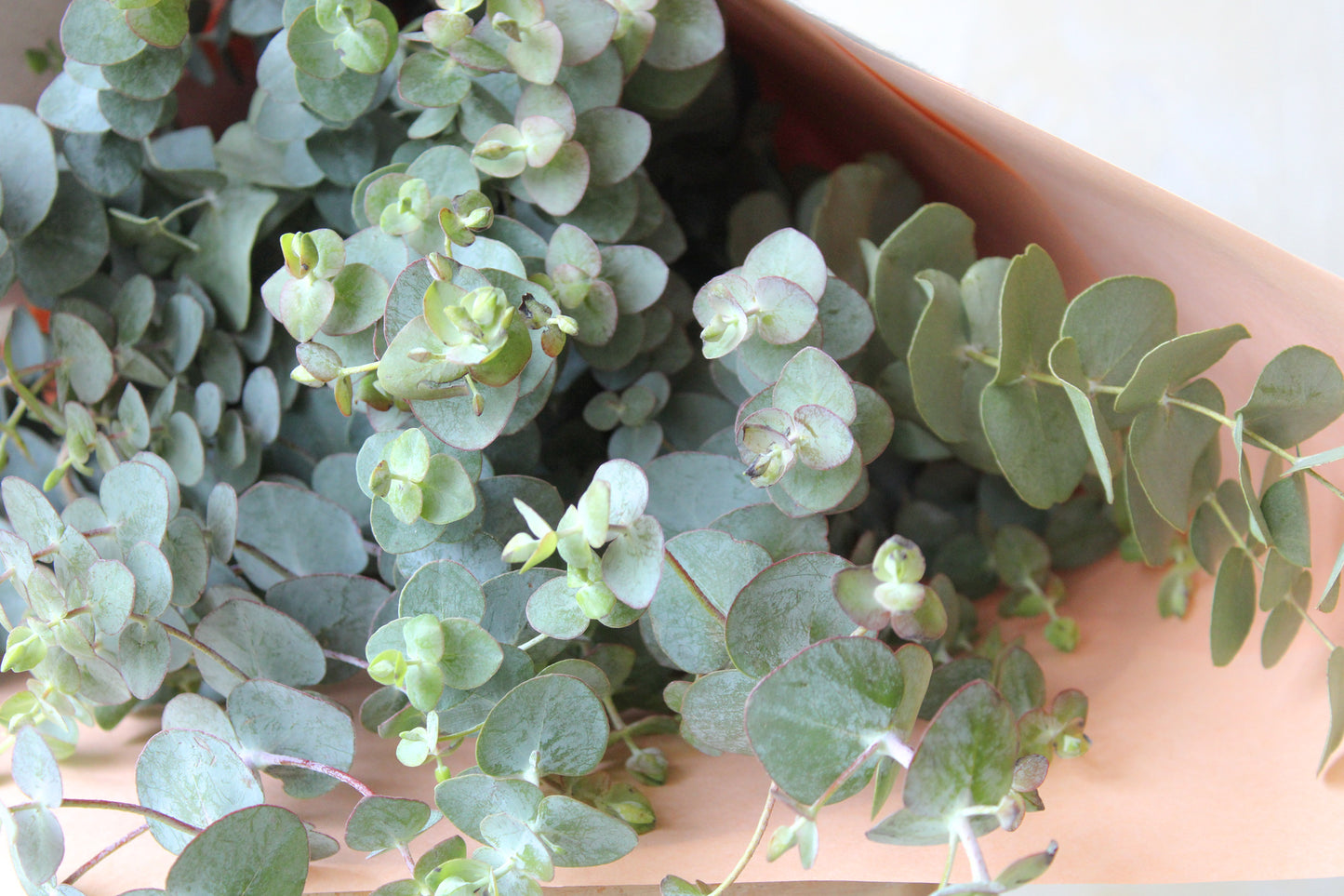 Fresh Eucalyptus Bouquet