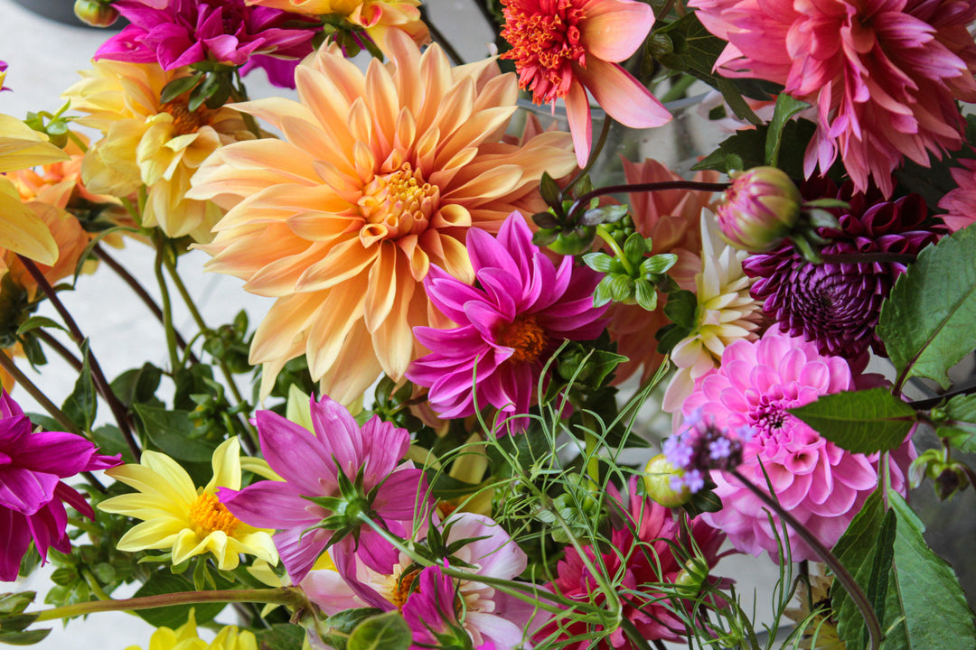 Five Weeks of Dahlia