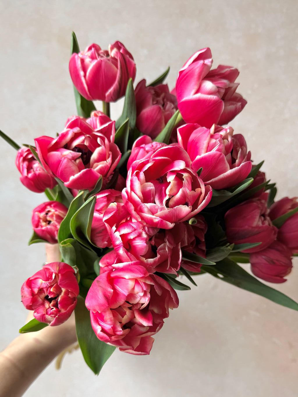 Tulips & Tattoos