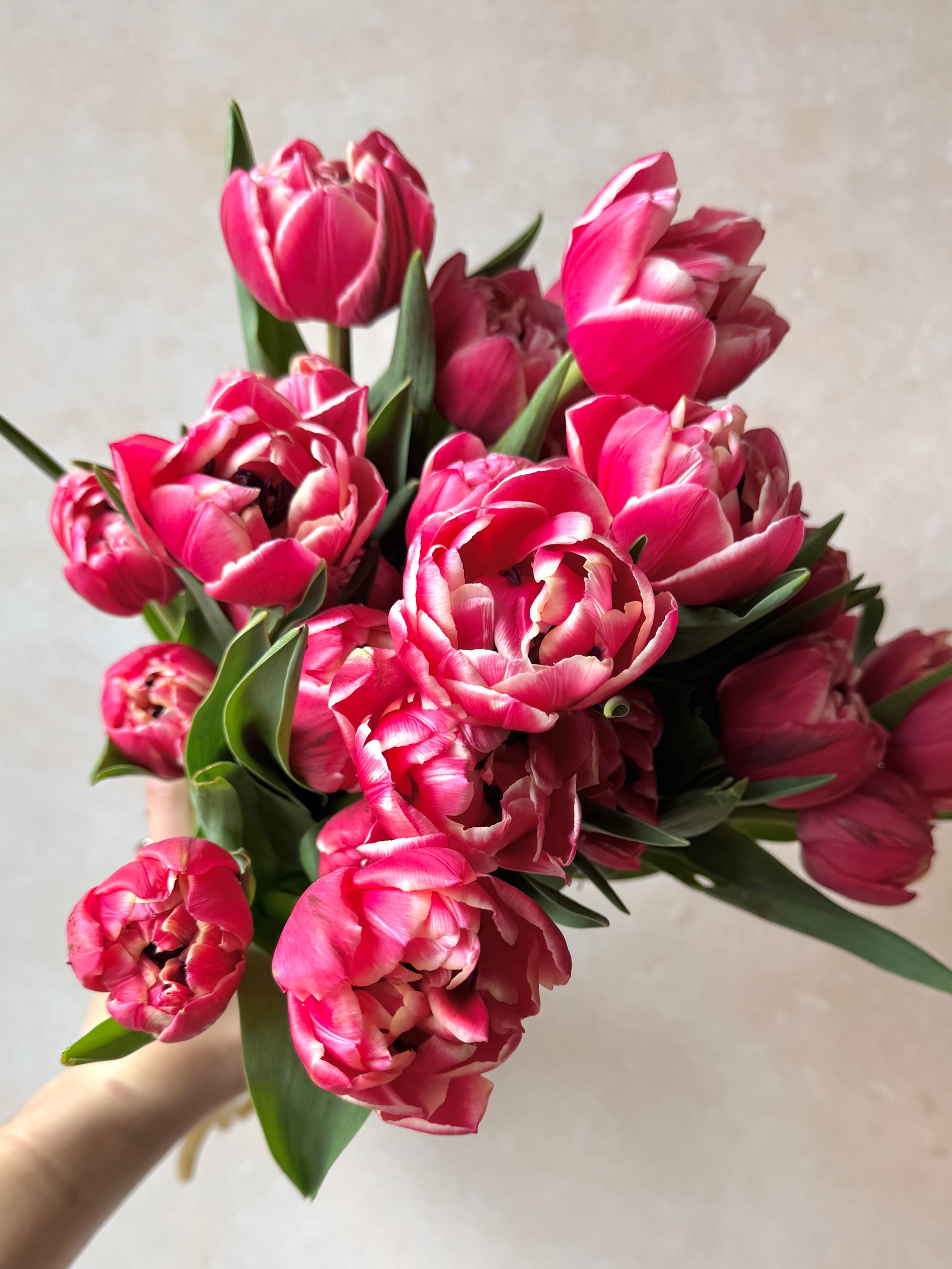 Tulips & Tattoos