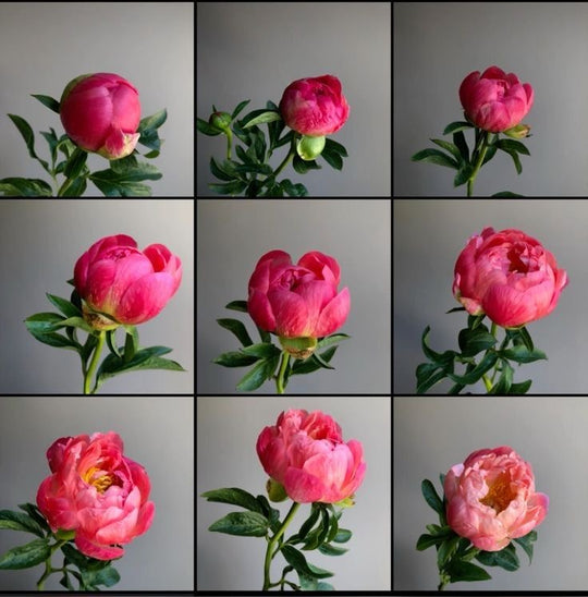 Peonies & Pies - Friday, May 15